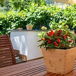 Xenia House Sorrento
